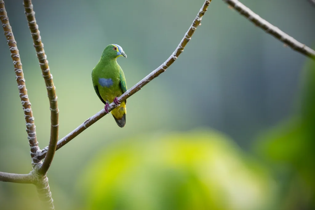 蓝顶果鸠(Ptilinopus monacha)