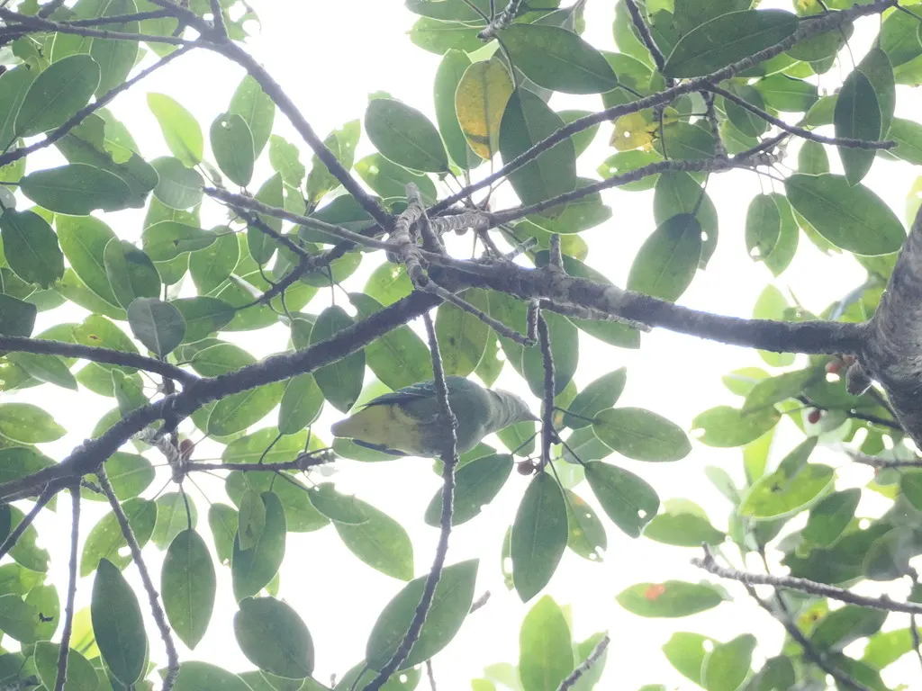 小绿果鸠(Ptilinopus nainus)