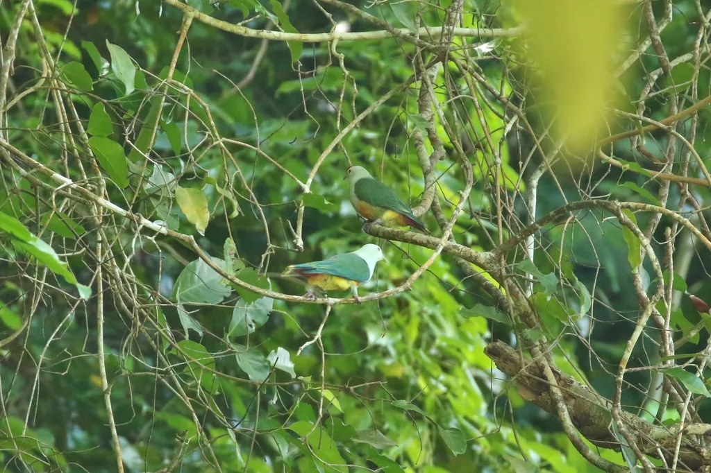 帕劳果鸠(Ptilinopus pelewensis)