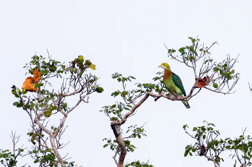 粉斑果鸠(Ptilinopus perlatus)