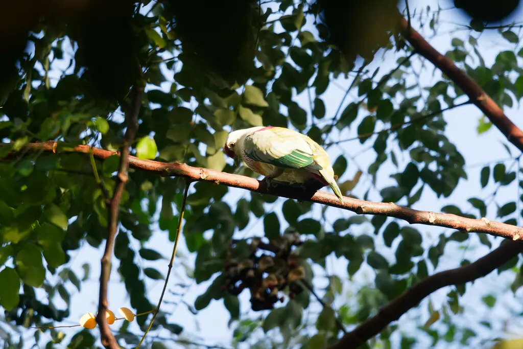 多色果鸠(Ptilinopus perousii)