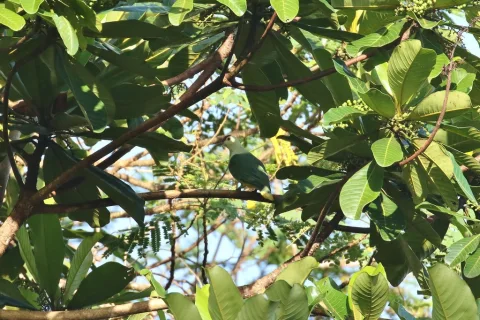 紫额果鸠
