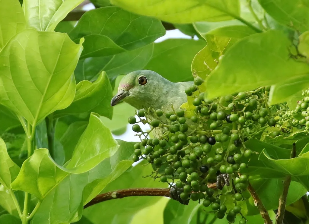 紫额果鸠(Ptilinopus ponapensis)