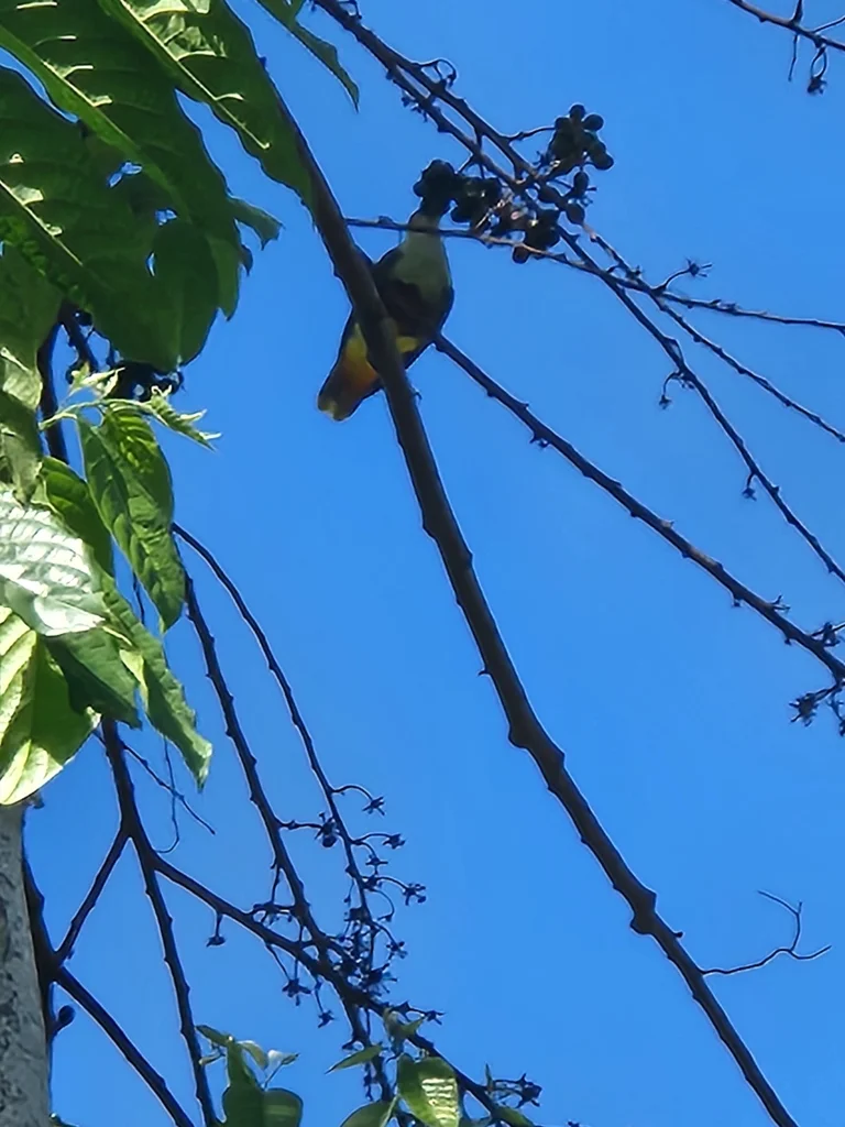 紫顶果鸠(Ptilinopus porphyraceus)