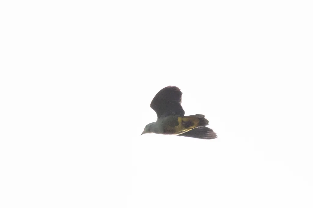 紫顶果鸠(Ptilinopus porphyraceus)