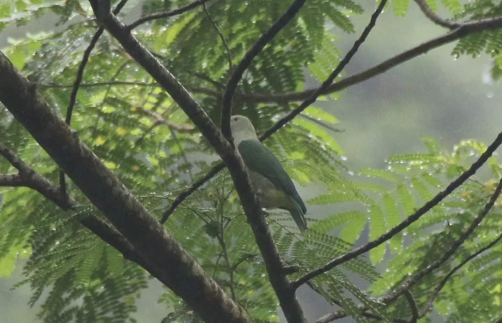 灰绿果鸠(Ptilinopus purpuratus)