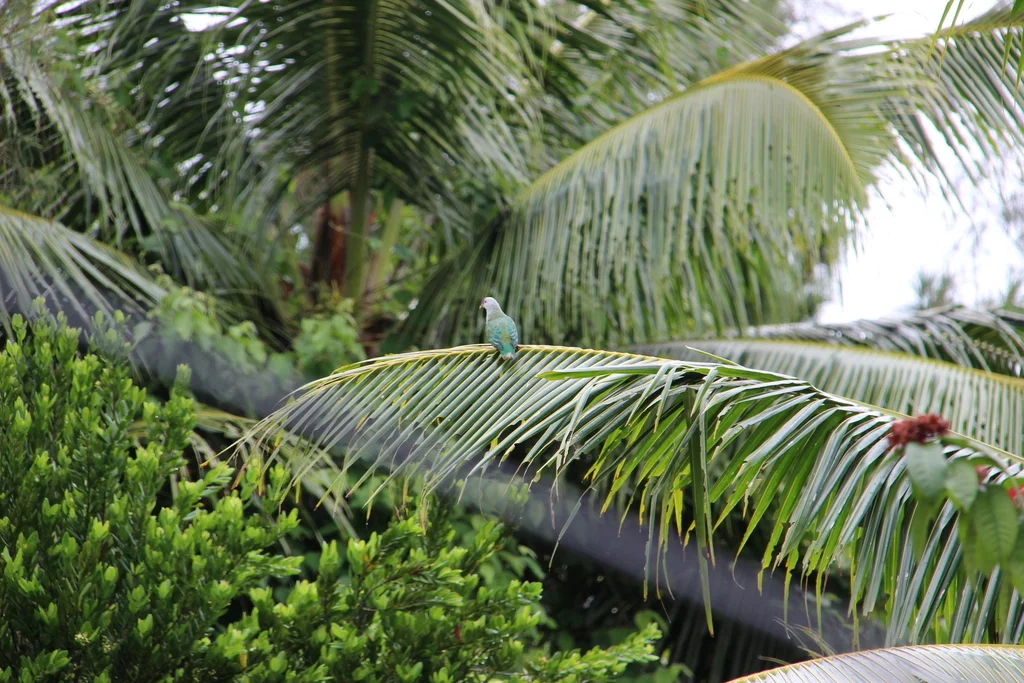 拉罗果鸠(Ptilinopus rarotongensis)