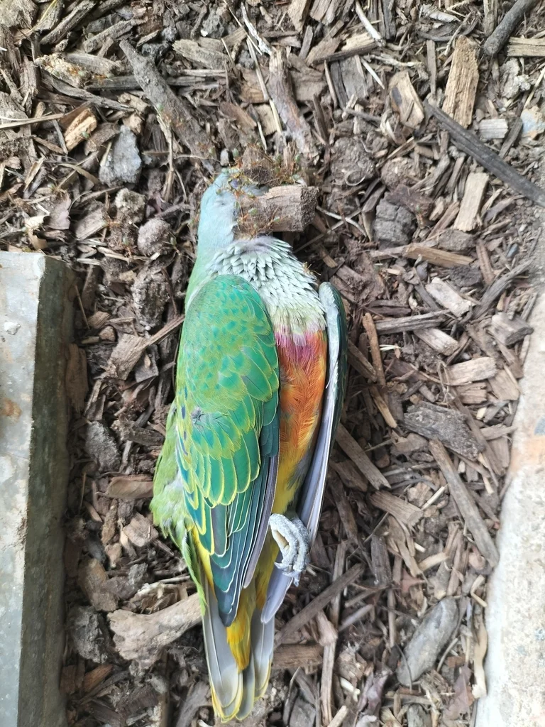 粉顶果鸠(Ptilinopus regina)