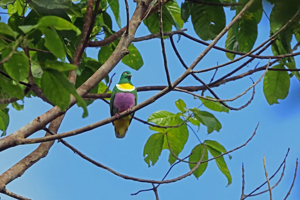 吉温黄胸果鸠(Ptilinopus speciosus)