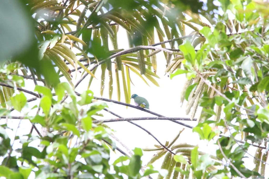 吉温黄胸果鸠(Ptilinopus speciosus)