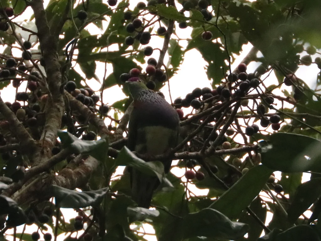 华丽果鸠(Ptilinopus superbus)