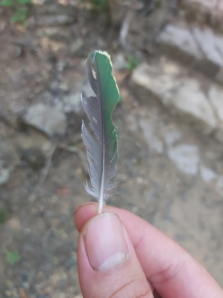 华丽果鸠(Ptilinopus superbus)