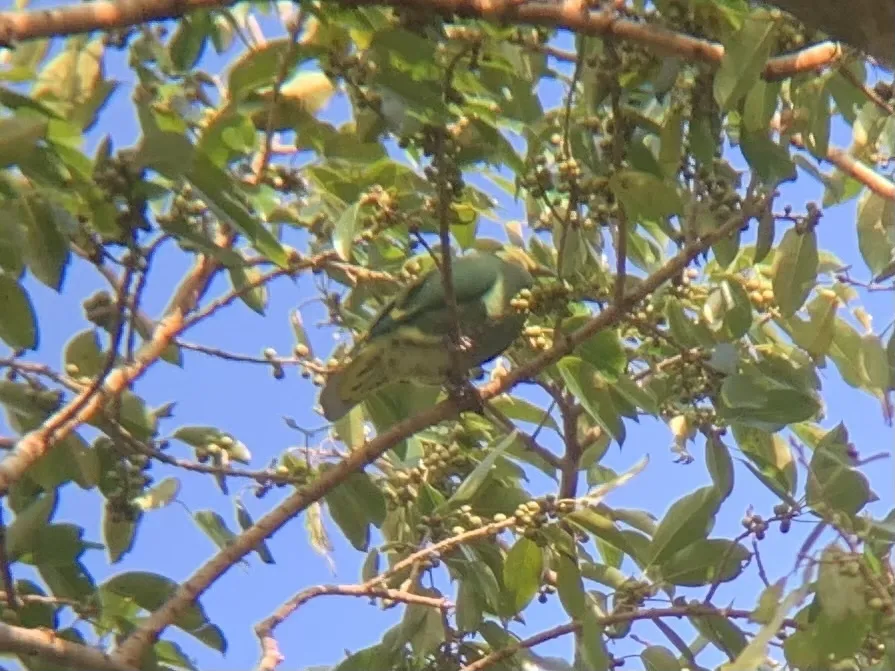 银肩果鸠(Ptilinopus tannensis)