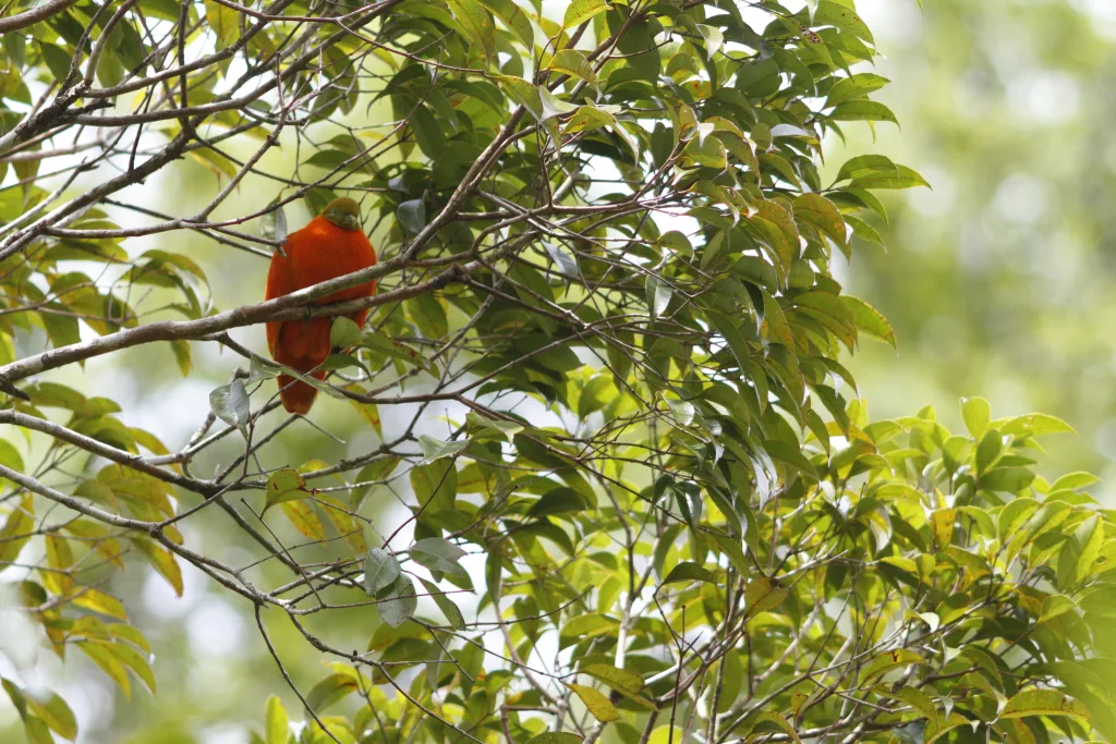 橙色果鸠（Ptilinopus victor）