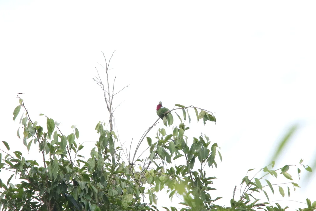 紫红胸果鸠(Ptilinopus viridis)