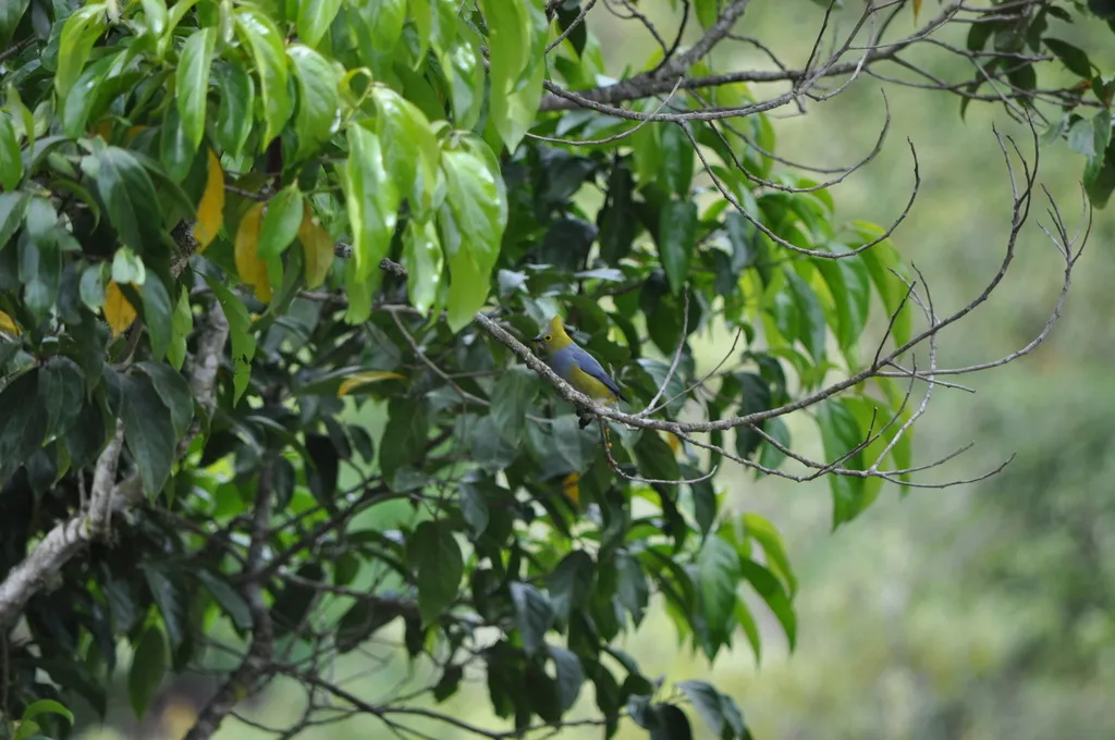 长尾丝鹟(Ptiliogonys caudatus)