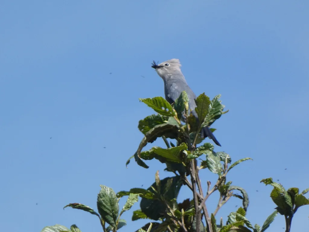 灰丝鹟（Ptiliogonys cinereus）