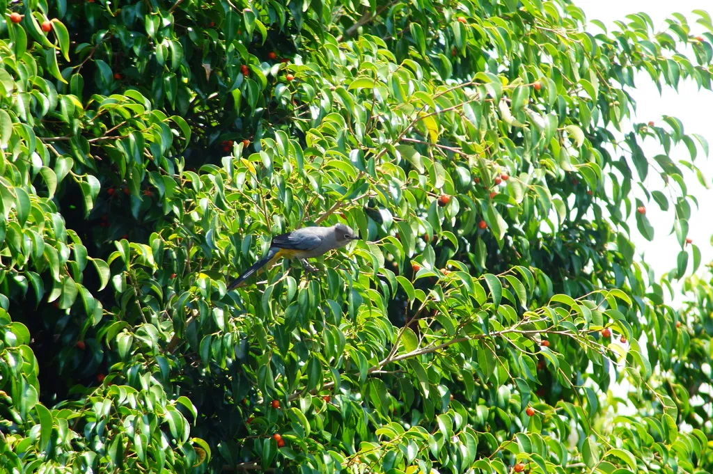 灰丝鹟（Ptiliogonys cinereus）