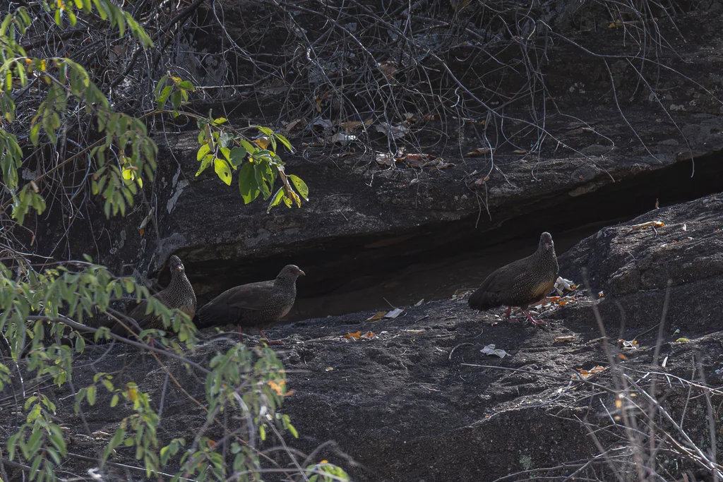 石鹑(Ptilopachus petrosus)