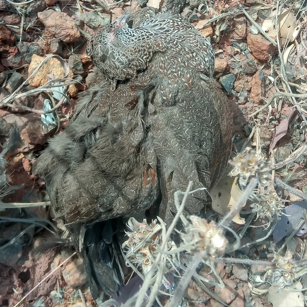 石鹑(Ptilopachus petrosus)