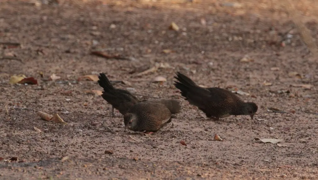 石鹑(Ptilopachus petrosus)