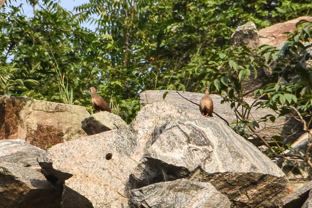 石鹑(Ptilopachus petrosus)