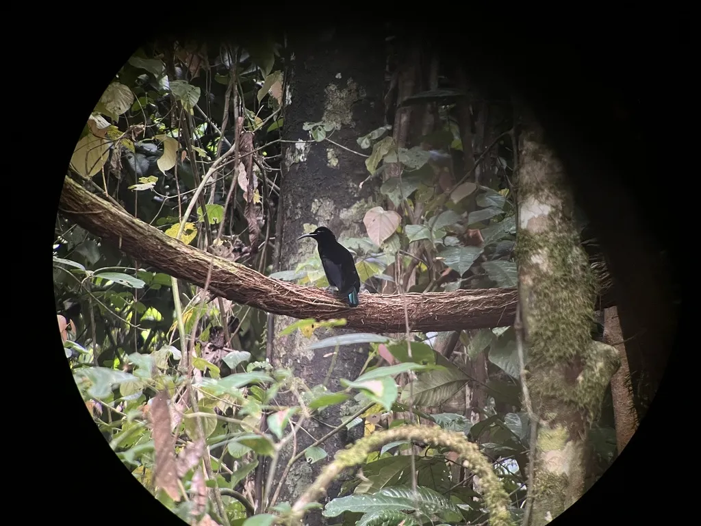 丽色掩鼻风鸟(Ptiloris magnificus)