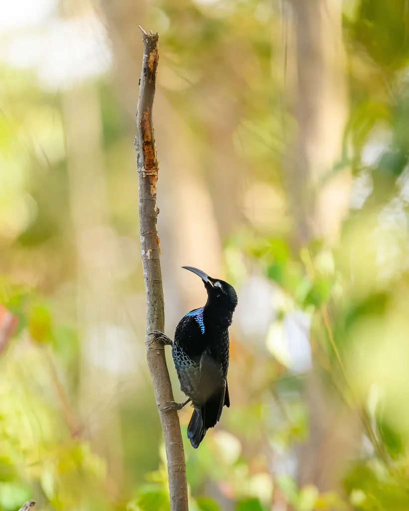 大掩鼻风鸟(Ptiloris paradiseus)