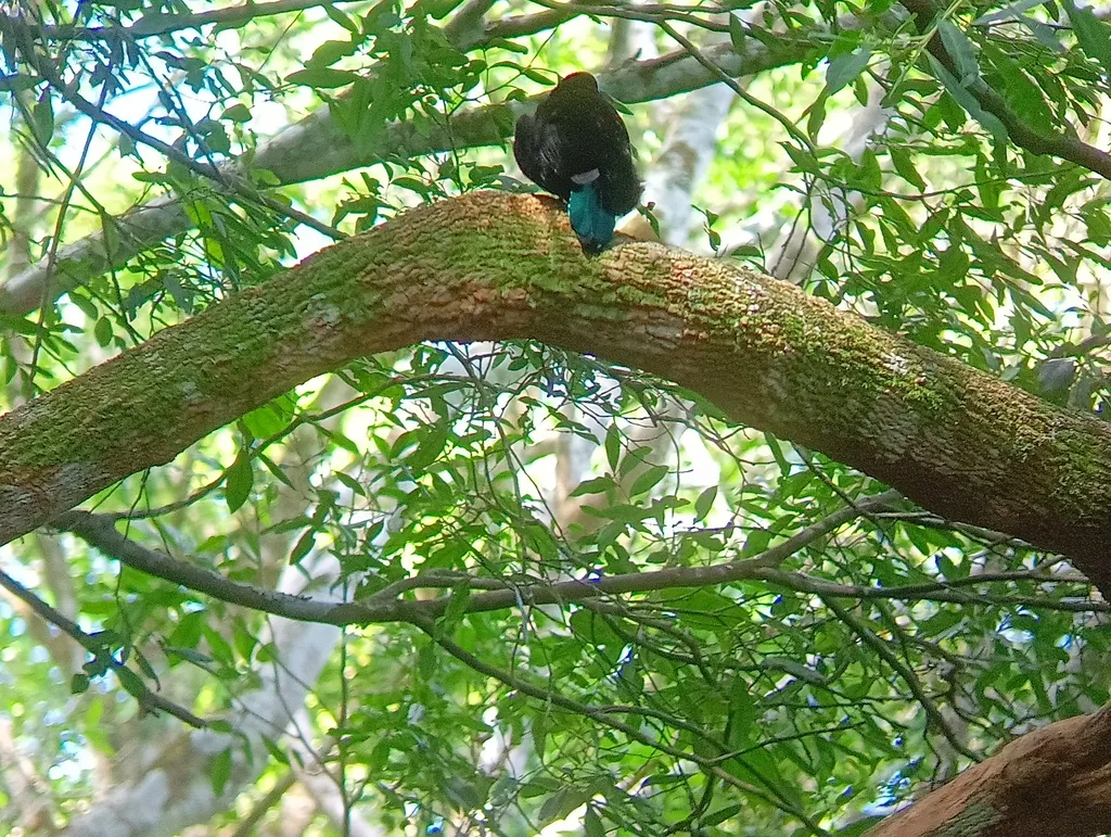 大掩鼻风鸟(Ptiloris paradiseus)
