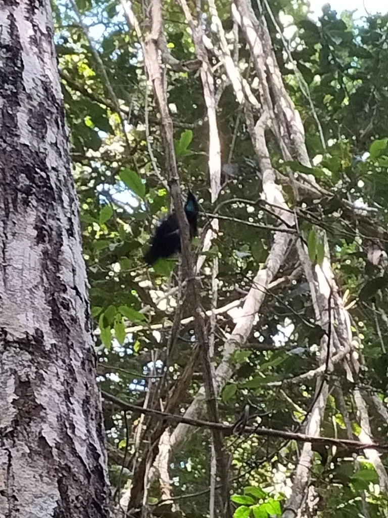 小掩鼻风鸟(Ptiloris victoriae)