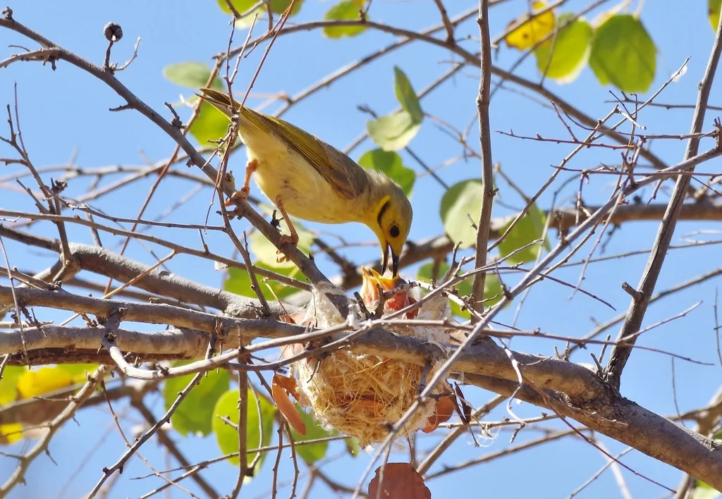 淡黄吸蜜鸟（Ptilotula flavescens）