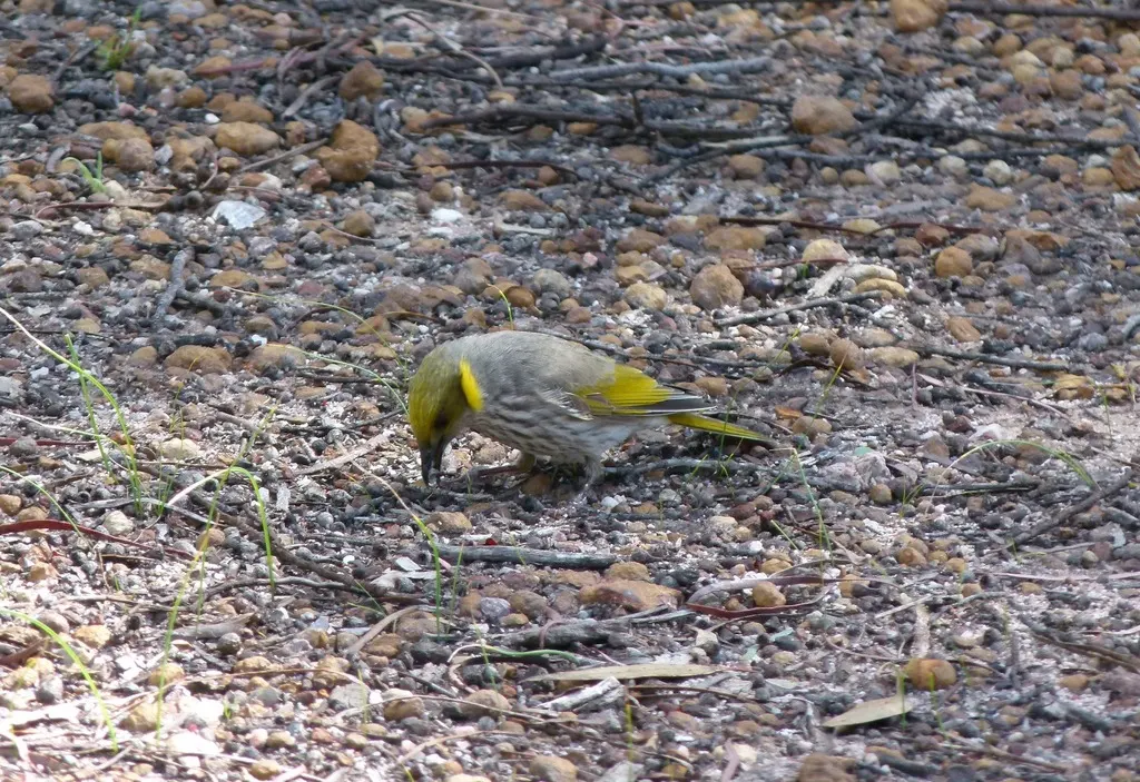 黄痣吸蜜鸟(Ptilotula ornata)