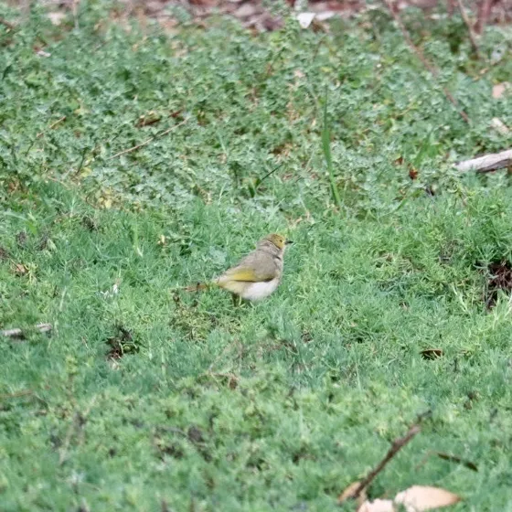 白痣吸蜜鸟(Ptilotula penicillata)