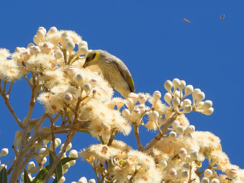 澳洲灰额吸蜜鸟(Ptilotula plumula)