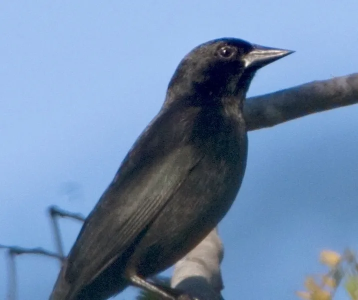 古巴黑鹂(Ptiloxena atroviolacea)