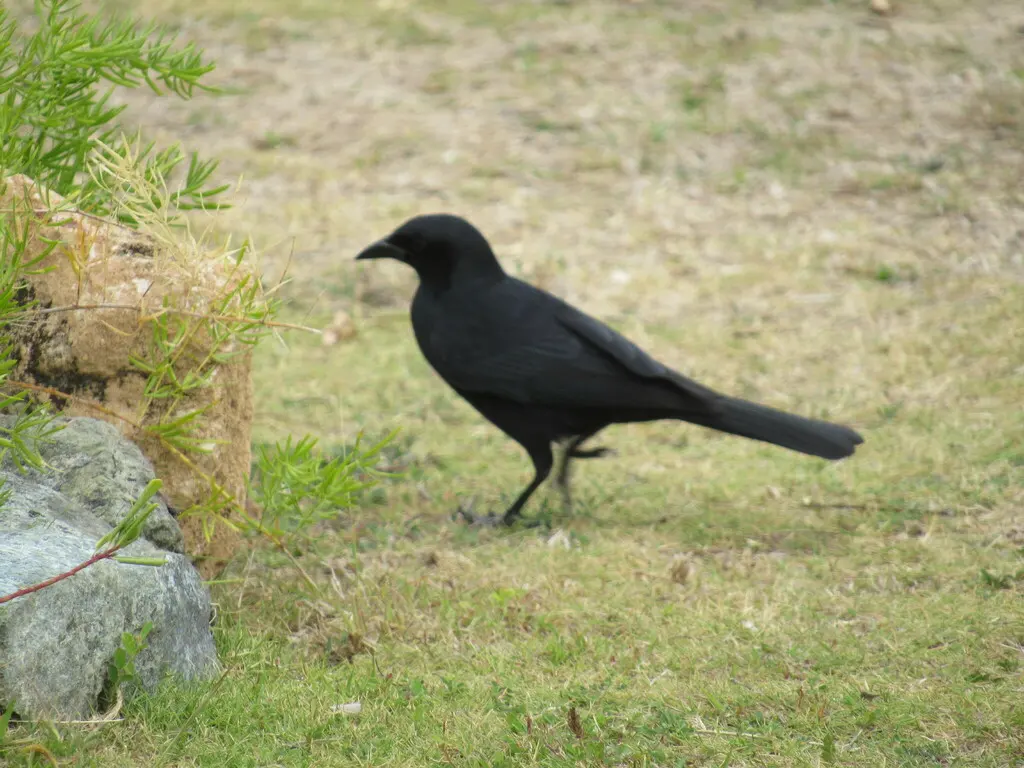古巴黑鹂(Ptiloxena atroviolacea)