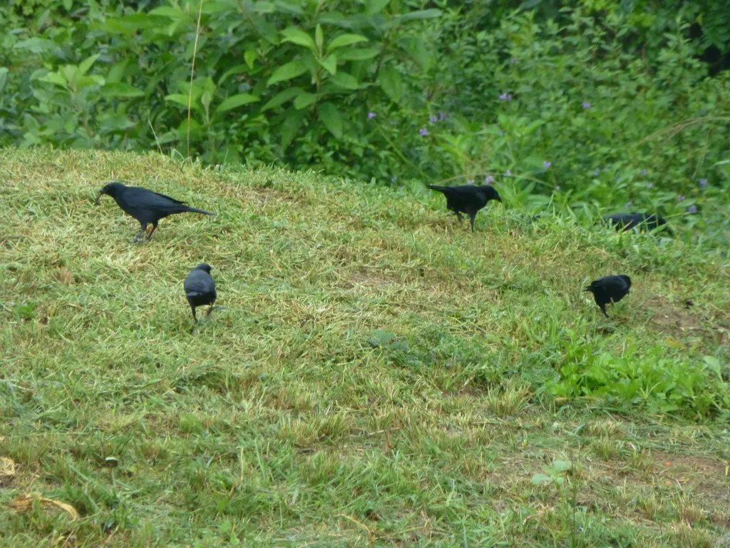 古巴黑鹂(Ptiloxena atroviolacea)