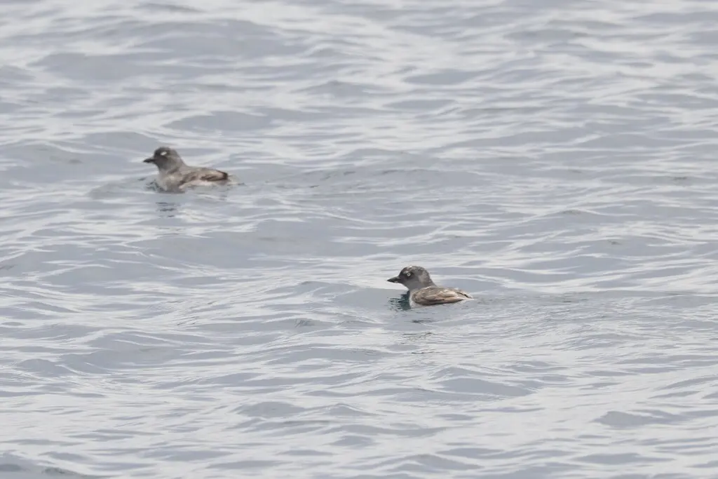 海雀(Ptychoramphus aleuticus)