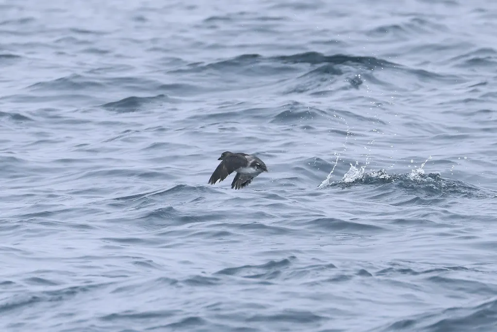 海雀(Ptychoramphus aleuticus)