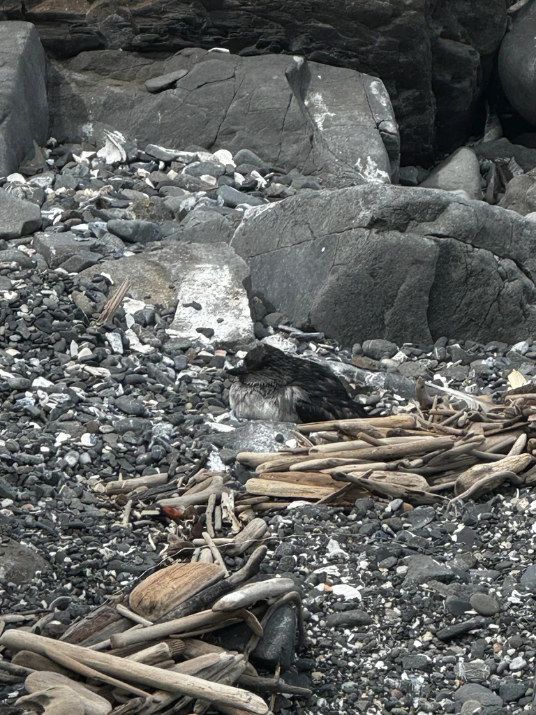 海雀(Ptychoramphus aleuticus)