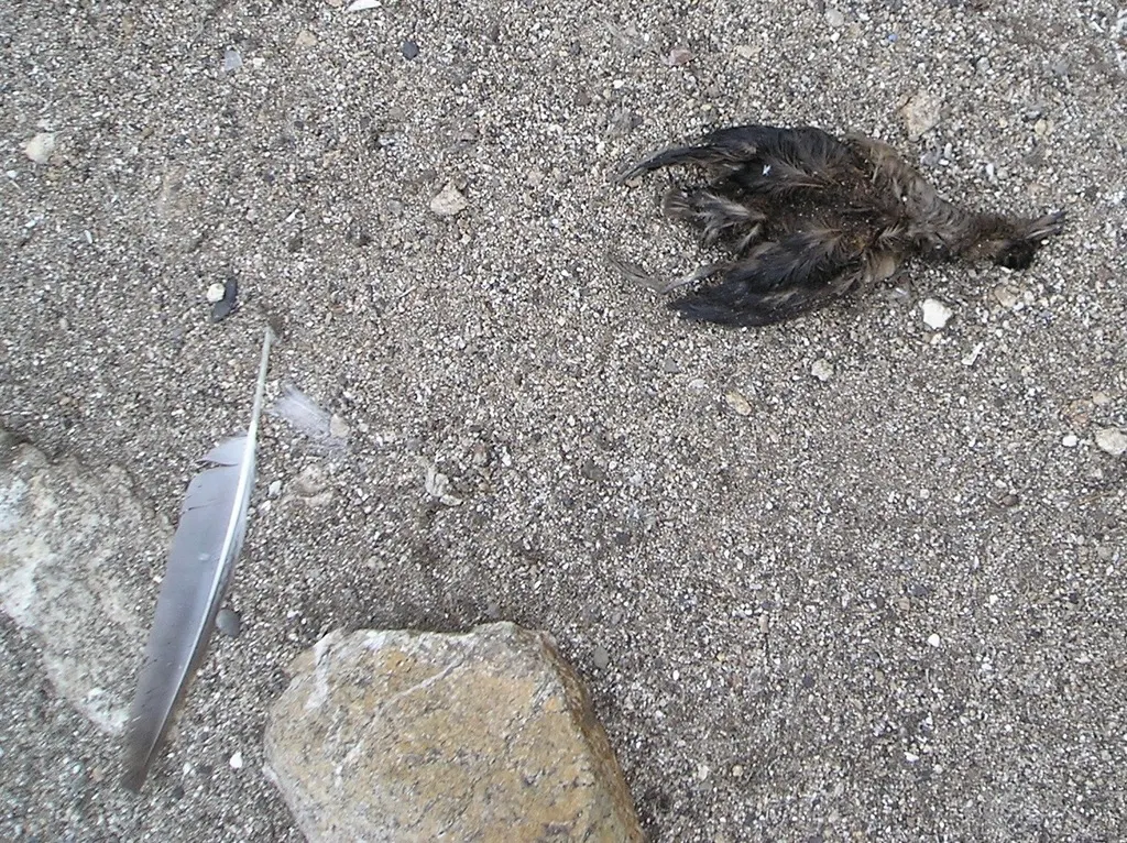 海雀(Ptychoramphus aleuticus)