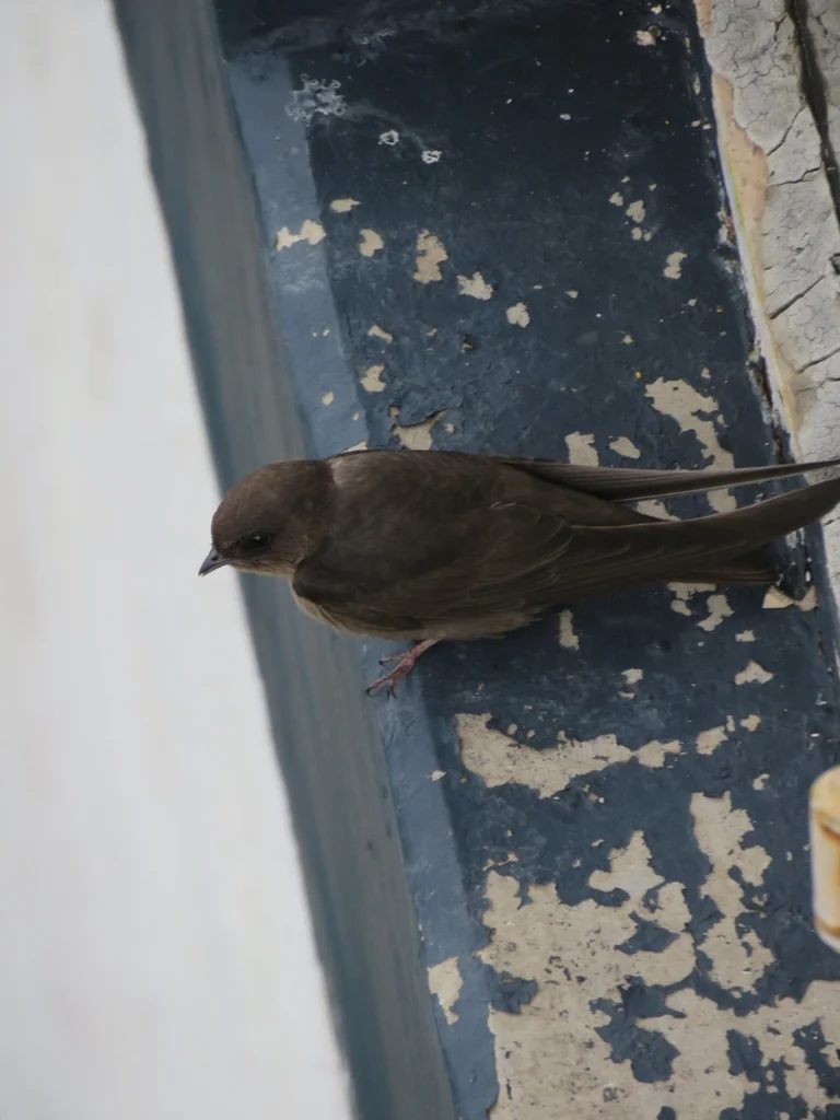 纯色岩燕(Ptyonoprogne concolor)