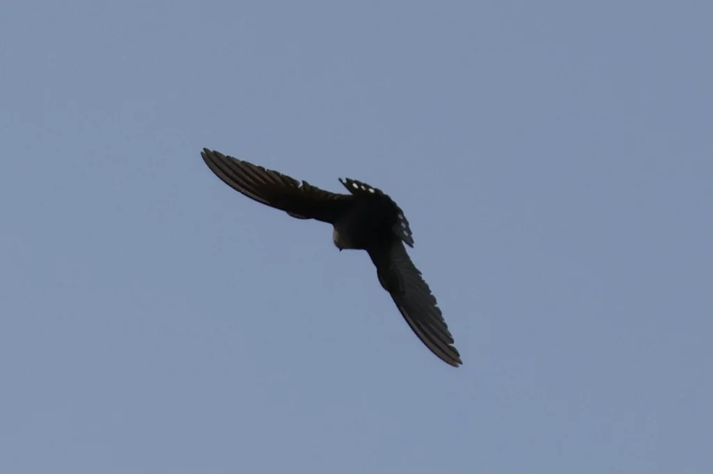 纯色岩燕(Ptyonoprogne concolor)