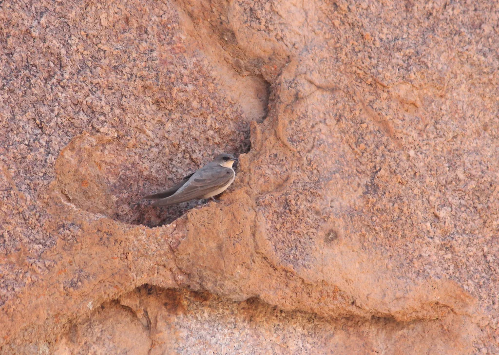 非洲岩燕（Ptyonoprogne fuligula）