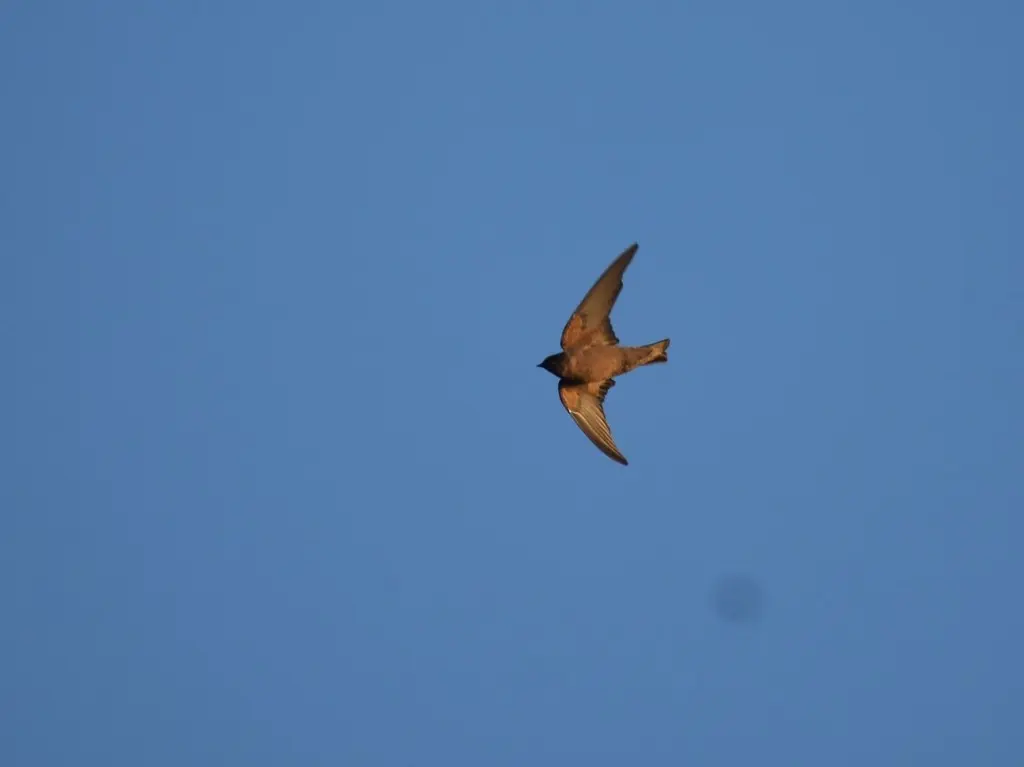 非洲岩燕（Ptyonoprogne fuligula）