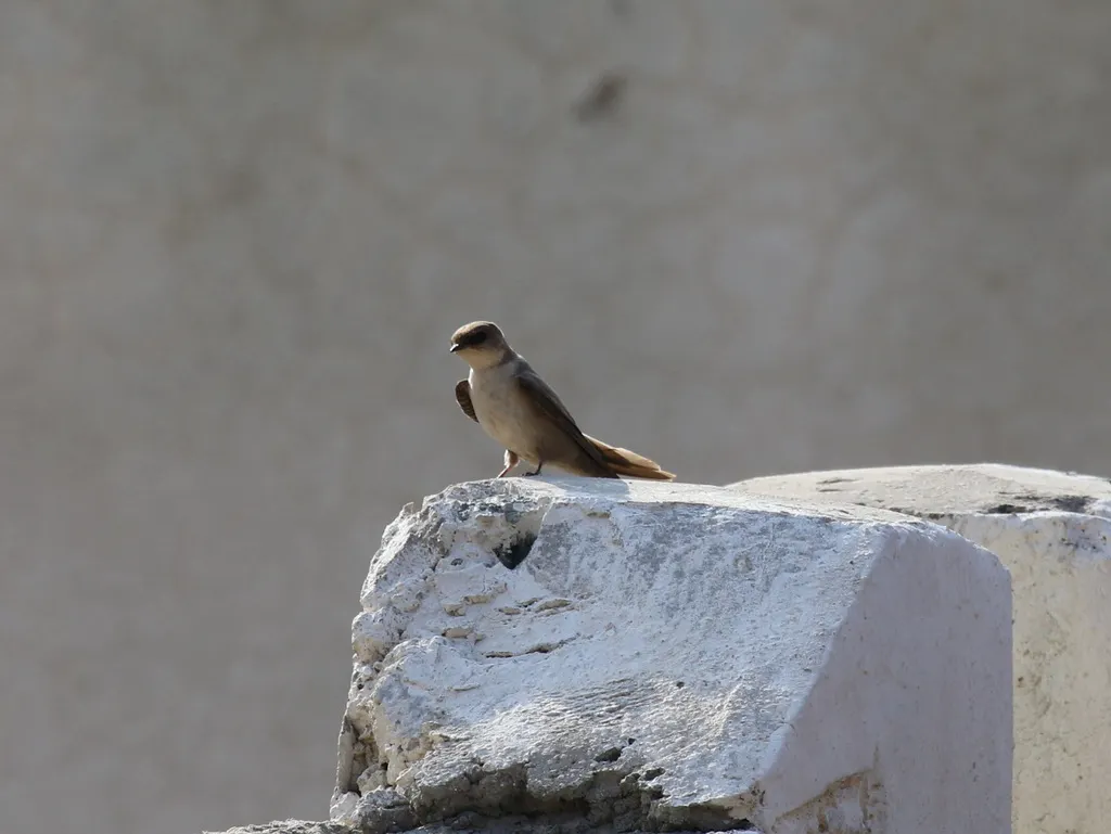 灰喉燕(Ptyonoprogne obsoleta)