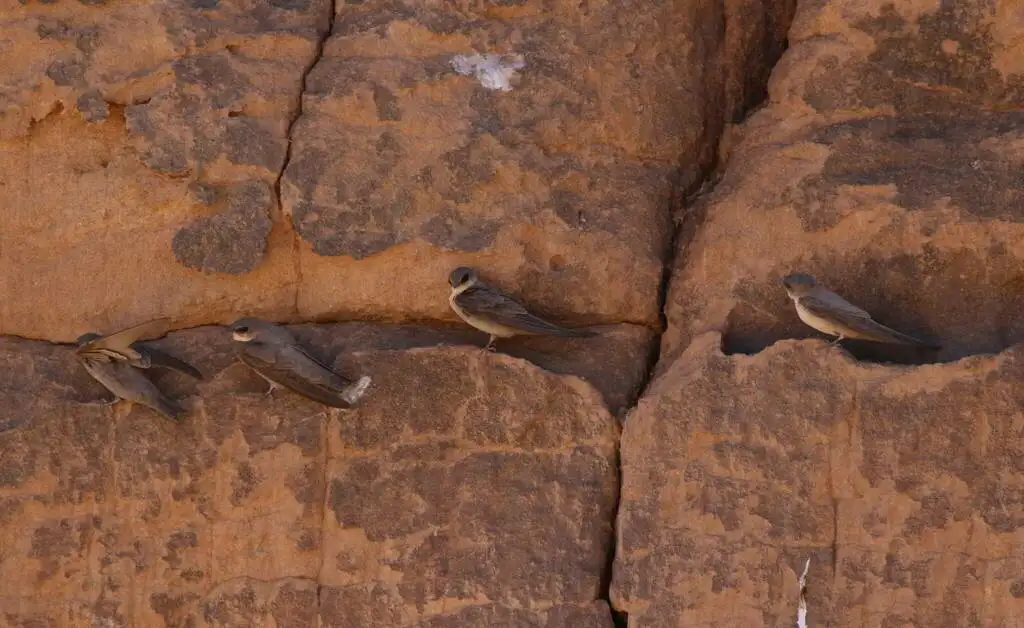 灰喉燕(Ptyonoprogne obsoleta)