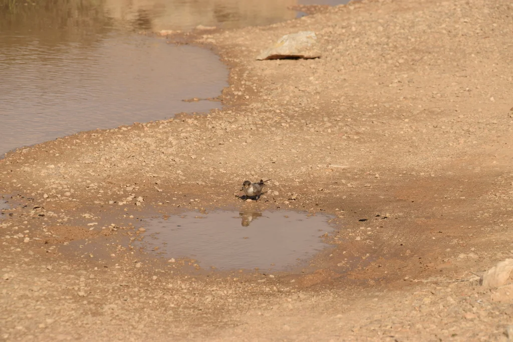 灰喉燕(Ptyonoprogne obsoleta)