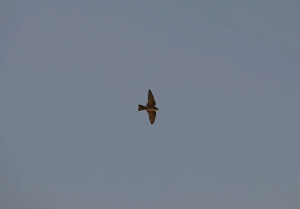 灰喉燕(Ptyonoprogne obsoleta)