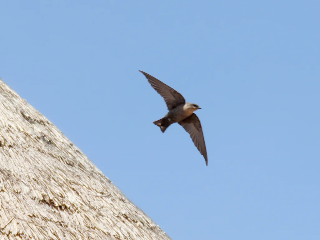 红喉岩燕(Ptyonoprogne rufigula)